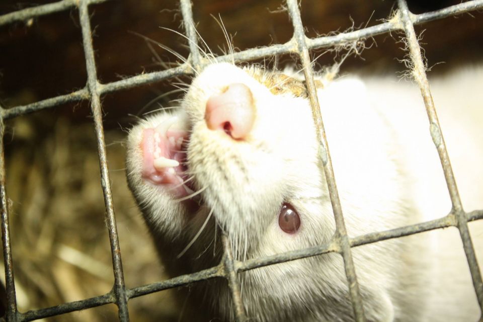 tl_files/bildes/Asociativie foto/notikumi/2015.gads/ParKazokzveruAizsardzibu1.jpg