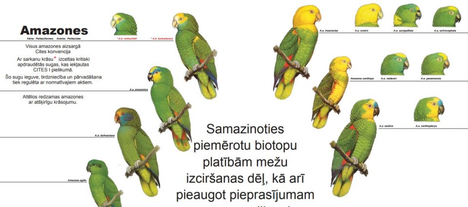 tl_files/bildes/dzivnieki/savvalas/PapagailuPlakataFragments.jpg